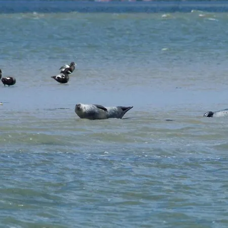 Feriehus Pfeffermuschel