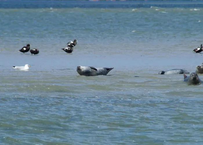 Tatil Evi Pfeffermuschel