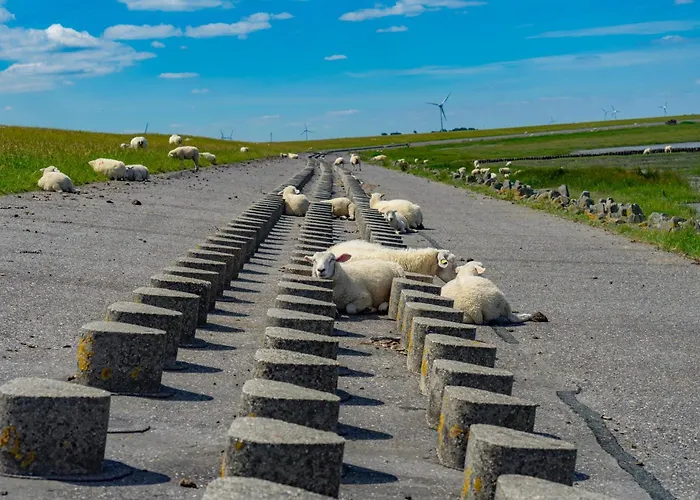 Pfeffermuschel * Neßmersiel